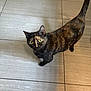 Toffee is registered to the contest to win money with this photo: cat, tortoiseshell_cat, pet, animal, feline, looking_up, floor, tile_floor, indoor, curious, whiskers, tail, ears, fur, domestic_cat, cute, eyes, standing, shadow, light