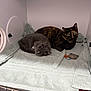 Toffee is registered to the contest to win money with this photo: cat, towel, enclosure, gray_cat, tortoiseshell_cat, sleeping, sitting, pet, animal, indoor, collar, toy, resting, cozy, feline, fur, cute, companion, quiet, clean
