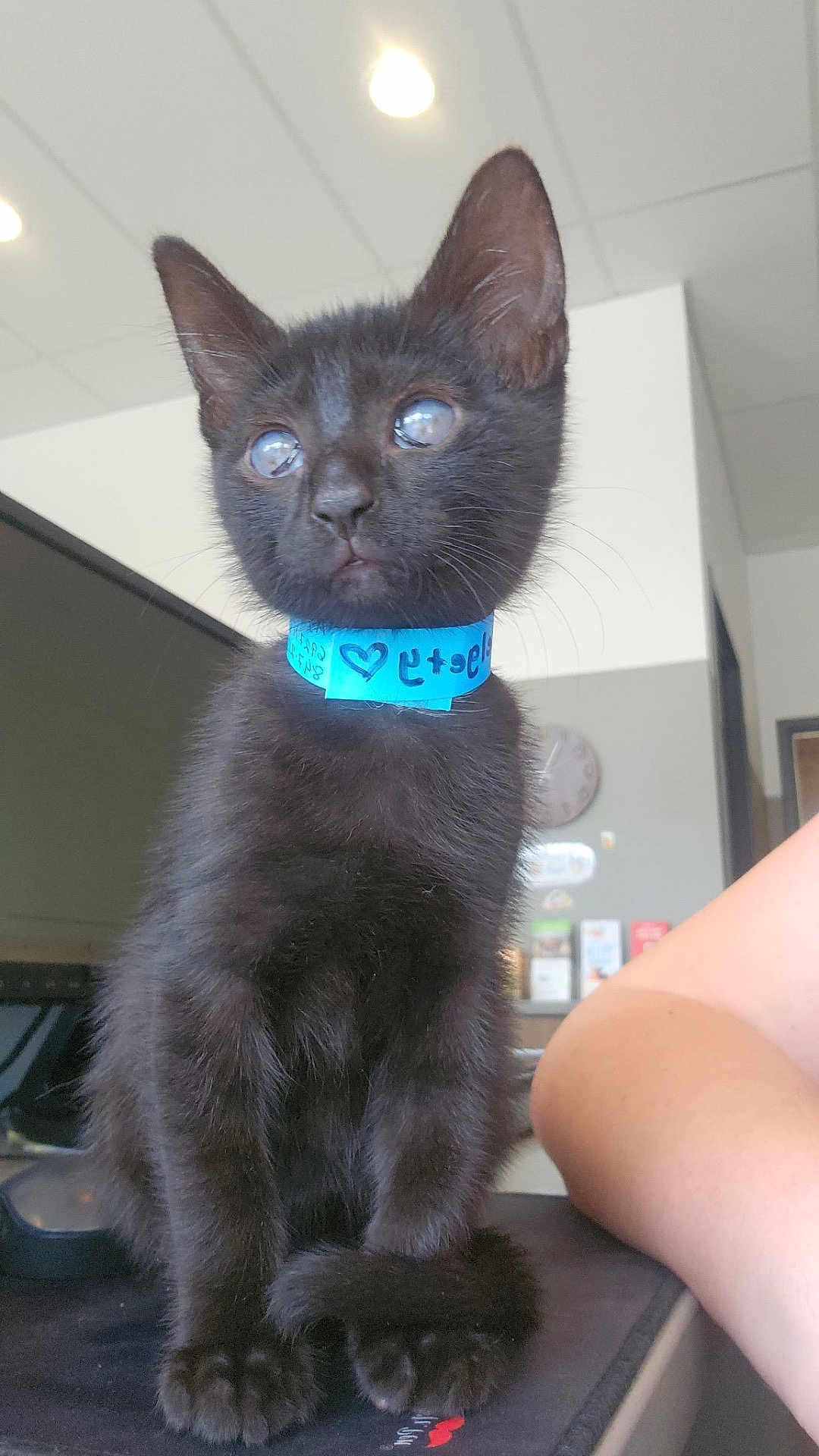 Tortellini joined the competition — help win amazing prizes! animal, black_cat, blue_collar, clock, close_up, curious, desk, ears, feline, fur, indoor, kitten, office, paws, person_arm, pet, poster, sitting, whiskers, young