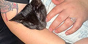 Tortellini is registered to the contest to win money with this photo: animal, arm, black_kitten, blanket, comfort, couch, cozy, cute, feline, hand, indoor, nap, person, pet, resting, ring, sleeping_cat, soft, tattoo, watch