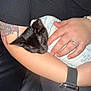 animal, arm, black_kitten, blanket, comfort, couch, cozy, cute, feline, hand, indoor, nap, person, pet, resting, ring, sleeping_cat, soft, tattoo, watch