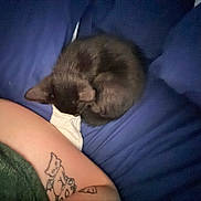 Tortellini joined the competition — help win amazing prizes! arm, black_cat, blanket, blue_couch, cat, close_up, couch, curled_up, feline, human, indoor, kitten, nap, pet, relaxation, resting, skin, sleeping, soft_focus, tattoo