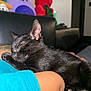 Tortellini is registered to the contest to win money with this photo: animal, black_cat, closeup, couch, cozy, cute, domestic, feline, indoor, kitten, paw, person_arm, pet, plush_toy, purple_toy, red_toy, relaxing, resting, sleeping, soft