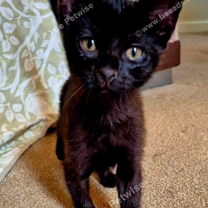 Shadow joined the competition — help win amazing prizes! animal, black_cat, carpet, close_up, curious, curtain, cute, domestic_cat, ears, eyes, floor, furniture, indoor, kitten, pet, portrait, standing, tail, whiskers, young