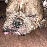 Nova Marie joined the competition — help win amazing prizes! dog, bulldog, close_up, sleepy, tongue_out, wrinkled_face, pet, animal, brown_fur, cute, resting, indoors, muzzle, snout, paw, relaxed, fur, nose, laying_down, domestic_animal