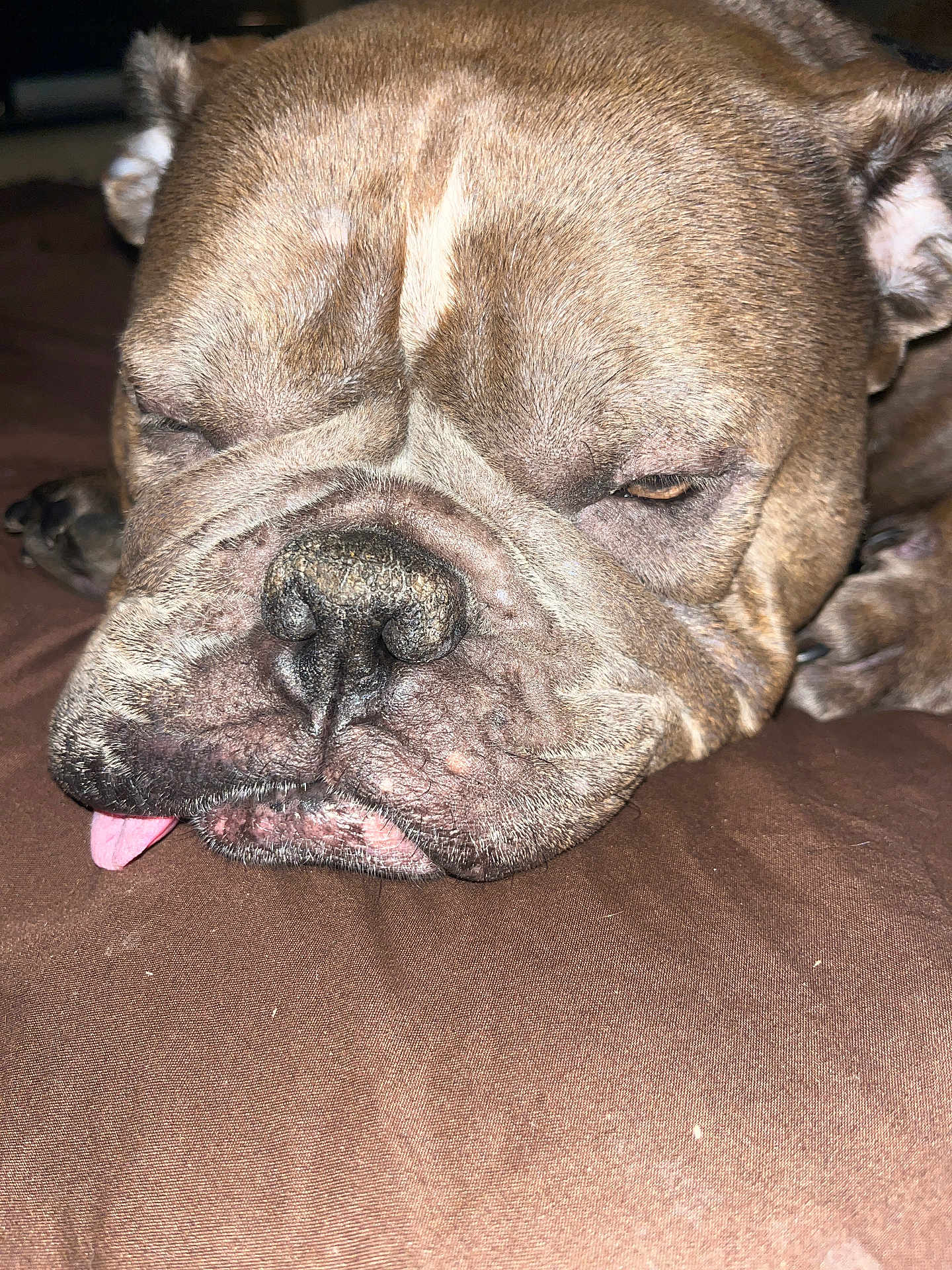 Nova Marie joined the competition — help win amazing prizes! dog, bulldog, close_up, sleepy, tongue_out, wrinkled_face, pet, animal, brown_fur, cute, resting, indoors, muzzle, snout, paw, relaxed, fur, nose, laying_down, domestic_animal