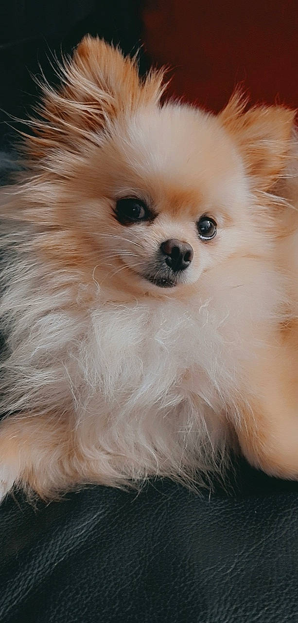 Pops participe au concours pour gagner de l'argent avec cette photo : canidae, carnivore, companion_dog, dog, dog_breed, ear, eye, fawn, fur, german_spitz, german_spitz_klein, german_spitz_mittel, samoyed, snout, spitz, sporting_group, toy_dog, volpino_italiano, whiskers, working_animal