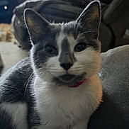 Gracie joined the competition — help win amazing prizes! cat, feline, pet, indoor, close_up, portrait, whiskers, pink_collar, grey_and_white, fur, ears, eyes, nose, couch, sofa, blurred_background, living_room, cute, curious, sitting