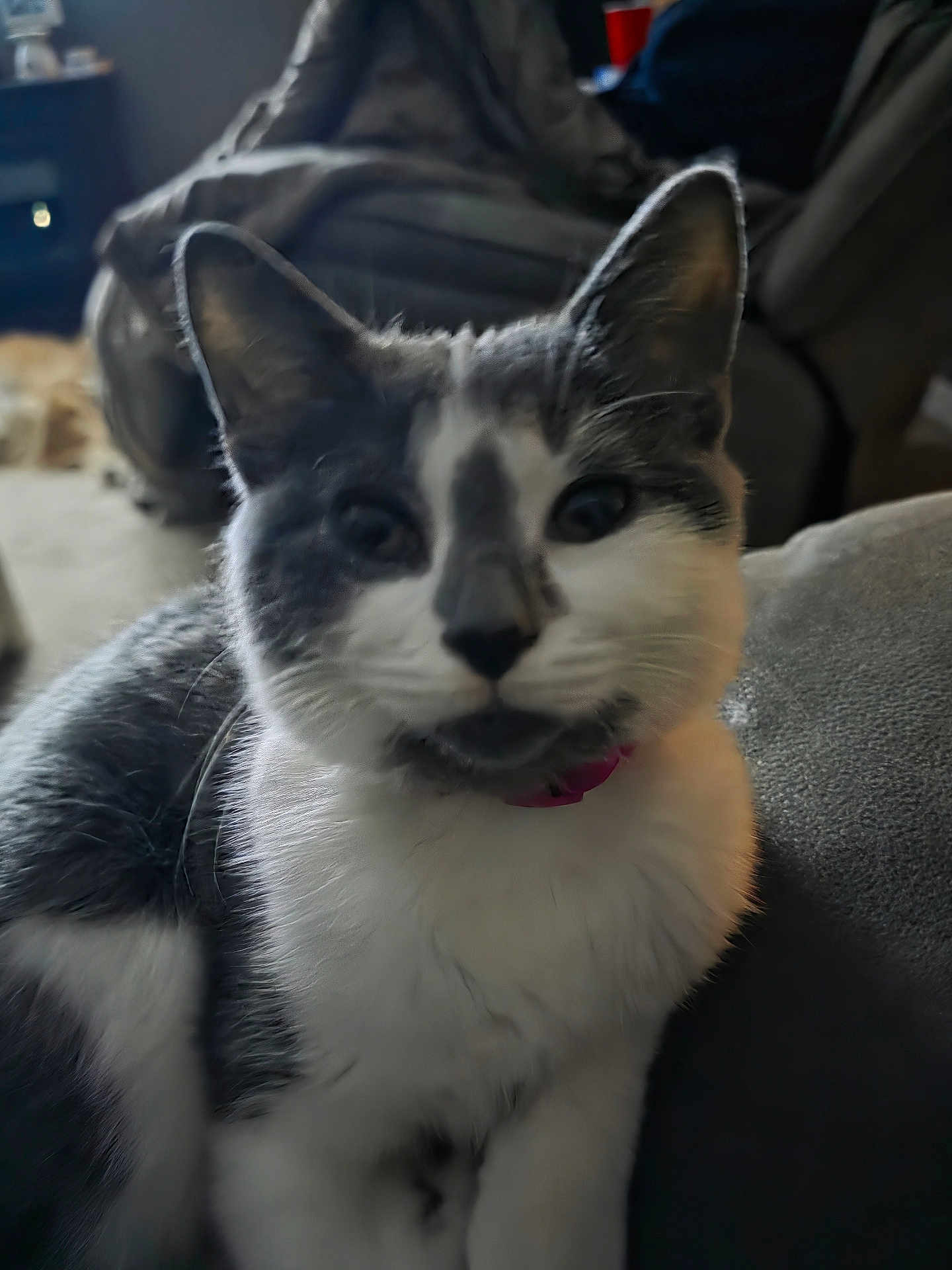 Gracie joined the competition — help win amazing prizes! cat, feline, pet, indoor, close_up, portrait, whiskers, pink_collar, grey_and_white, fur, ears, eyes, nose, couch, sofa, blurred_background, living_room, cute, curious, sitting