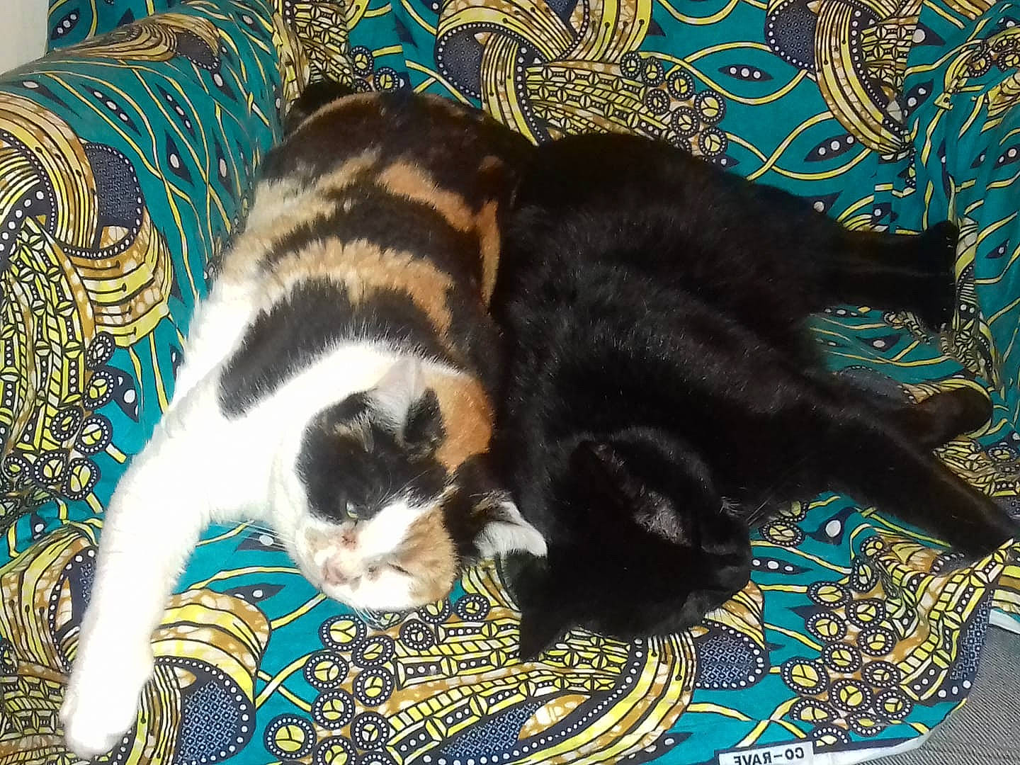 Réglisse participe au concours pour gagner de l'argent avec cette photo : brown, carnivore, cat, cat_supply, claw, comfort, dog_breed, domestic_short_haired_cat, felidae, fur, grass, linens, mammal, pattern, paw, small_to_medium_sized_cats, tail, terrestrial_animal, vertebrate, whiskers