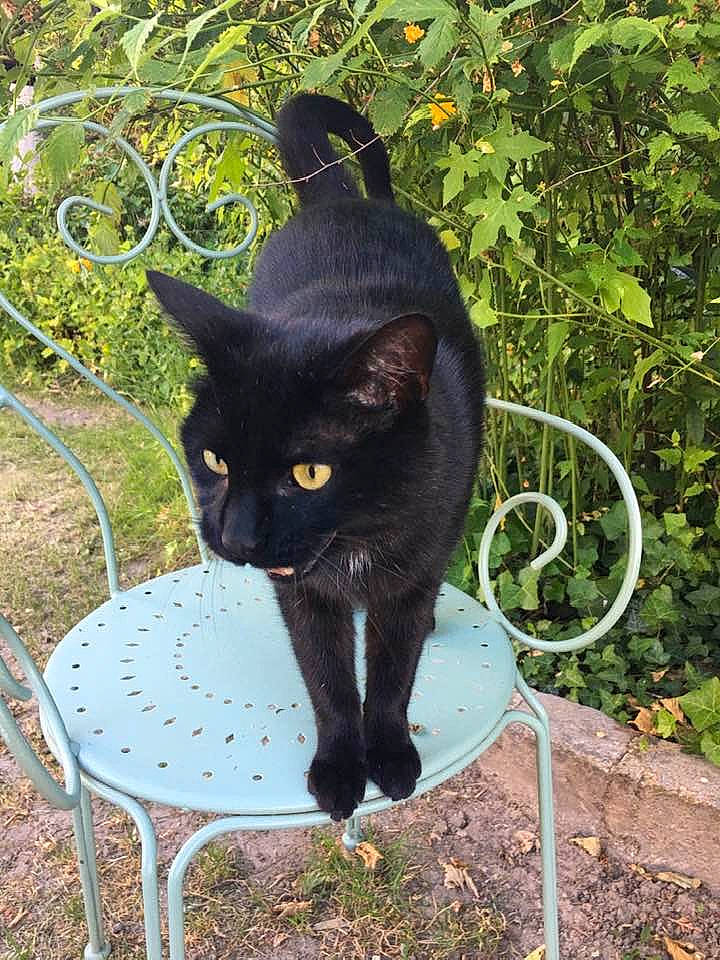 Réglisse a rejoint le concours — aidez-le/la à gagner de superbes lots ! black_cat, bombay, carnivore, cat, chair, domestic_short_haired_cat, felidae, flowerpot, garden, grass, groundcover, outdoor_furniture, plant, shrub, small_to_medium_sized_cats, tail, terrestrial_animal, tree, whiskers, yard