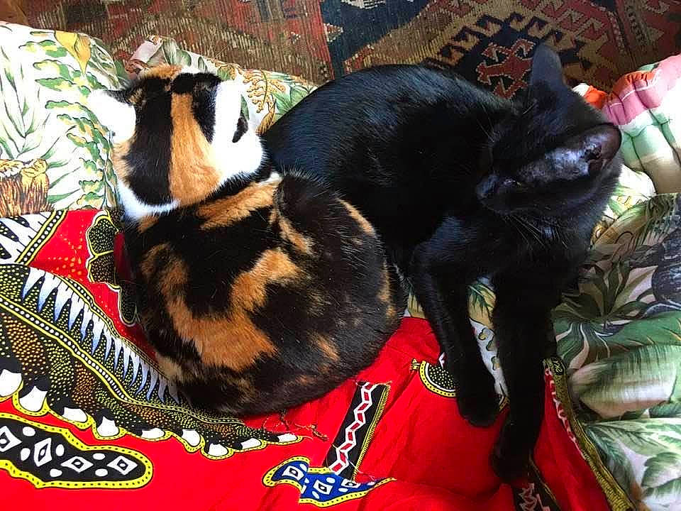 Réglisse a rejoint le concours — aidez-le/la à gagner de superbes lots ! bombay, brown, canidae, carnivore, cat, comfort, dog_breed, domestic_short_haired_cat, felidae, fur, grass, linens, pattern, small_to_medium_sized_cats, tail, terrestrial_animal, whiskers