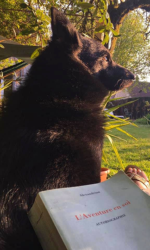 Jupiter participe au concours pour gagner de l'argent avec cette photo : bear, black_cat, canidae, carnivore, cat, dog_breed, domestic_short_haired_cat, felidae, fur, grass, organism, plant, small_to_medium_sized_cats, snout, sporting_group, tail, terrestrial_animal, tints_and_shades, tree, whiskers