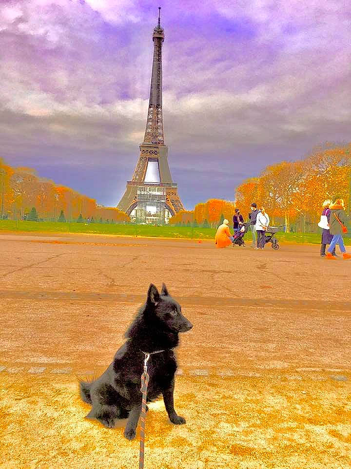 Jupiter participe au concours pour gagner de l'argent avec cette photo : carnivore, cloud, dog, dog_breed, grass, grassland, happy, herding_dog, horizon, landscape, leash, morning, people_in_nature, photograph, plant, sky, tower, travel, tree, working_animal