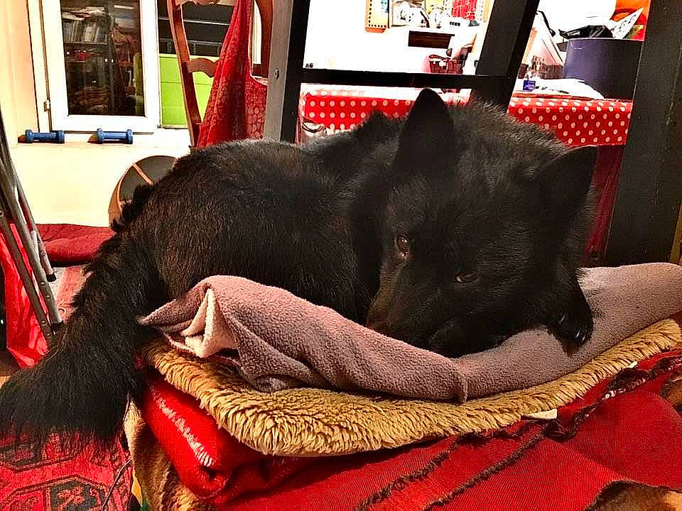 Jupiter a rejoint le concours — aidez-le/la à gagner de superbes lots ! bed, black_cat, bombay, canidae, carmine, carnivore, comfort, companion_dog, dog, dog_breed, fawn, felidae, fur, linens, picture_frame, red, small_to_medium_sized_cats, snout, sporting_group, working_animal