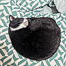 animal, bed, black_and_white, blanket, cat, comfort, cozy, curled_up, cute, domestic_cat, feline, fur, geometric_pattern, indoor, nap, pet, relaxed, resting, sleeping, soft