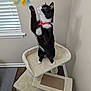 cat, tuxedo_cat, cat_tree, indoor, pet, playing, toy, feathers, window, blinds, wood_floor, furniture, curious, animal, black_and_white, standing, paw, collar, pet_accessory, home