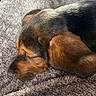 animal, black, blanket, brown, close_up, cozy, dog, ear, fur, indoors, muzzle, nap, pet, relaxed, resting, sleeping, snout, soft, texture, warm_light