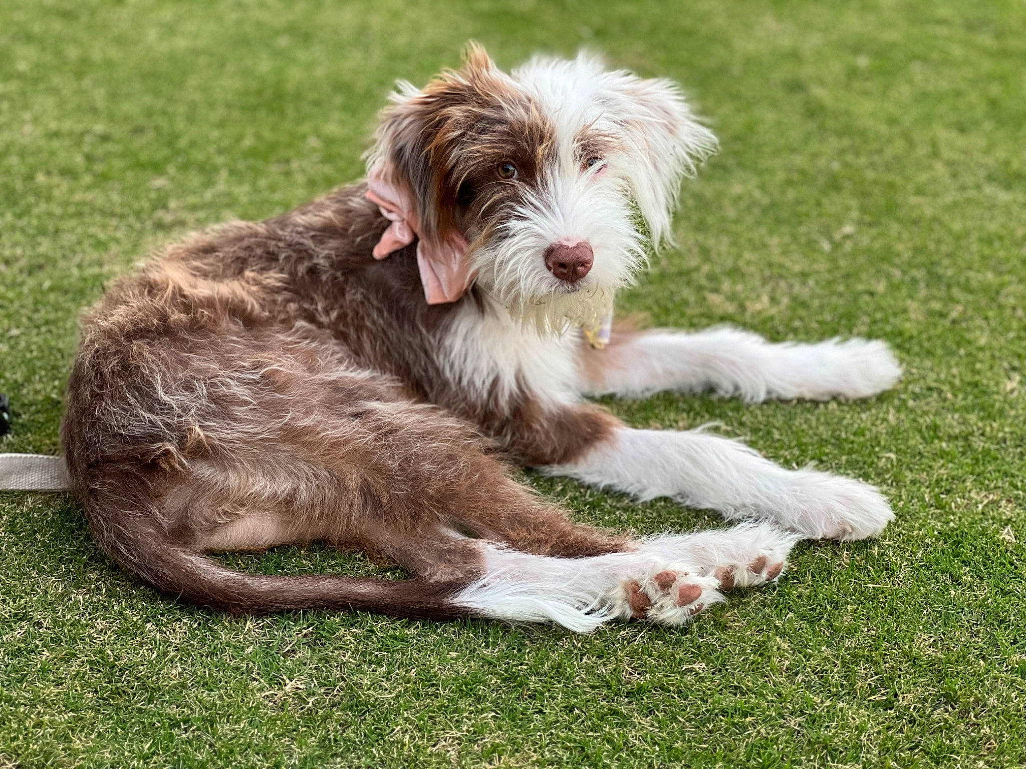 Bailey is registered to the contest to win money with this photo: carnivore, companion_dog, dog, dog_breed, grass, small_terrier, sporting_group, terrier, toy_dog, water_dog, working_animal