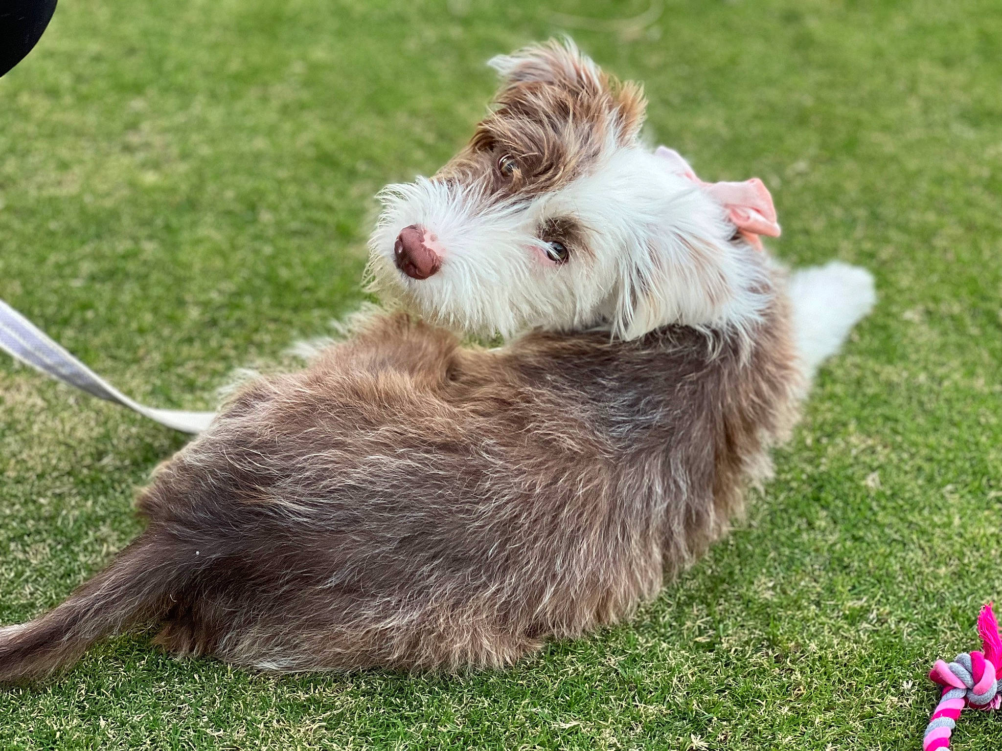 Bailey is registered to the contest to win money with this photo: canidae, carnivore, collar, companion_dog, dog, dog_breed, dog_collar, fur, grass, groundcover, schnauzer, small_terrier, snout, sporting_group, tail, terrestrial_animal, terrier, toy_dog, working_animal