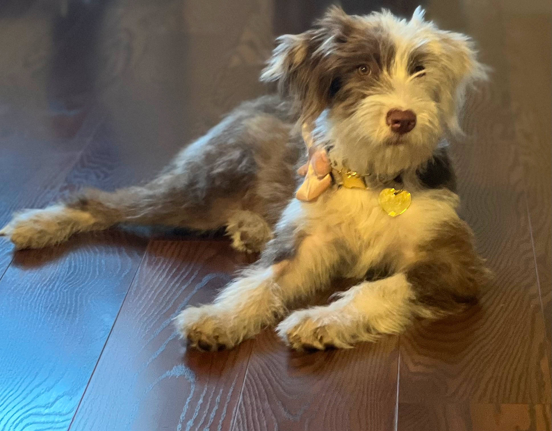 Bailey joined the competition — help win amazing prizes! biewer_terrier, canidae, carnivore, companion_dog, dog, dog_breed, dog_supply, flooring, maltepoo, puppy, small_terrier, snout, sporting_group, terrier, toy_dog, water_dog, working_animal, working_dog, yorkipoo