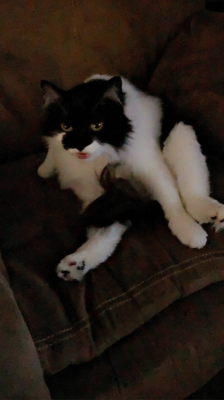 Dexter is registered to the contest to win money with this photo: carnivore, cat, claw, comfort, felidae, flooring, fur, grey, hardwood, paw, sitting, small_to_medium_sized_cats, tail, whiskers