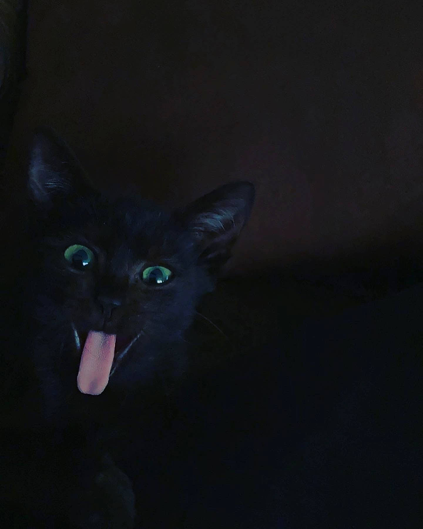 Thackery Binx is registered to the contest to win money with this photo: bat, black_cat, bombay, carnivore, cat, darkness, domestic_short_haired_cat, electric_blue, fang, felidae, fur, midnight, plant, small_to_medium_sized_cats, snout, tail, terrestrial_animal, whiskers, wildlife