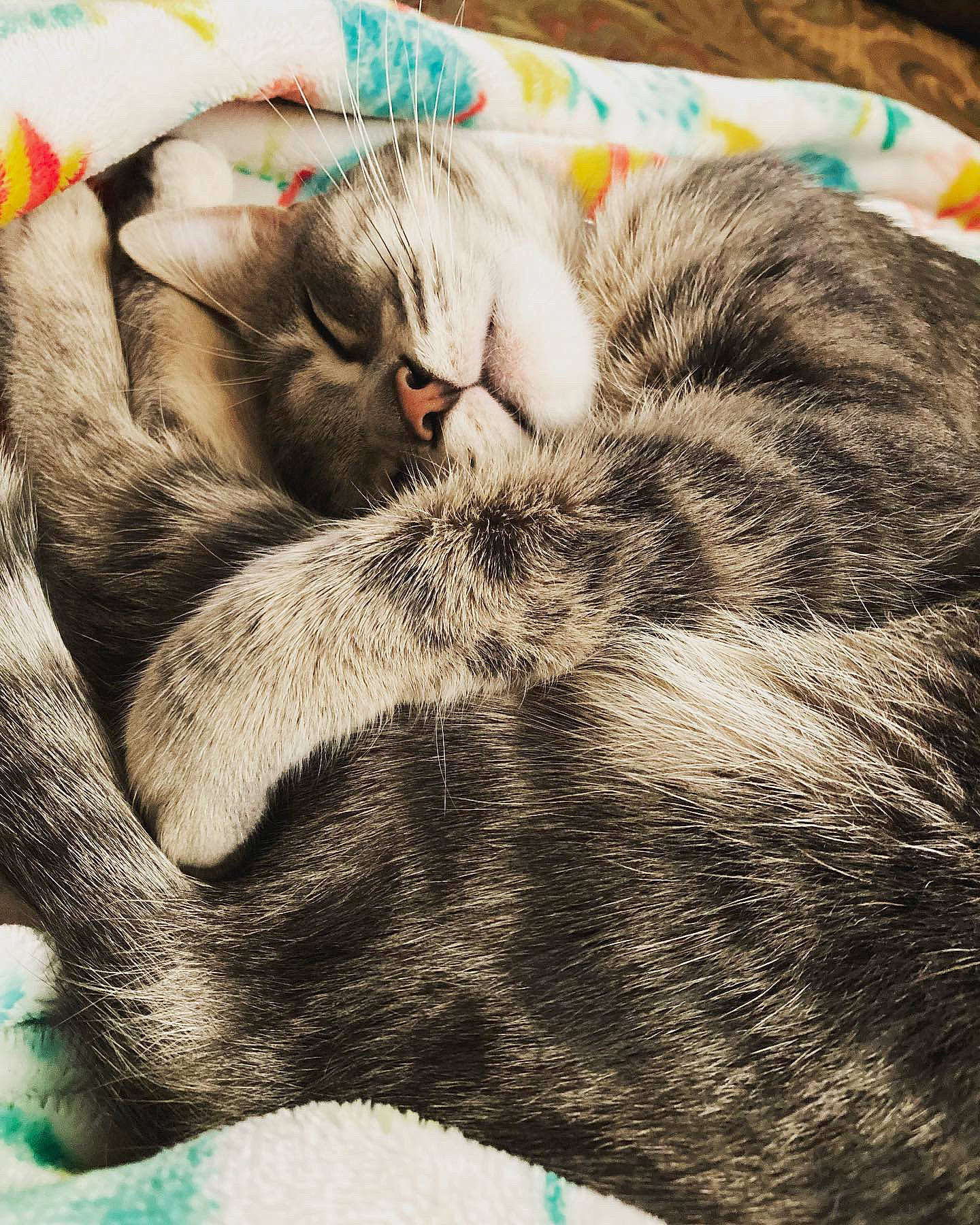 Butterbean joined the competition — help win amazing prizes! bombay, carnivore, cat, claw, comfort, domestic_short_haired_cat, felidae, fur, grass, grey, nap, paw, sleep, small_to_medium_sized_cats, snout, tail, vertebrate, whiskers, wildlife, wool