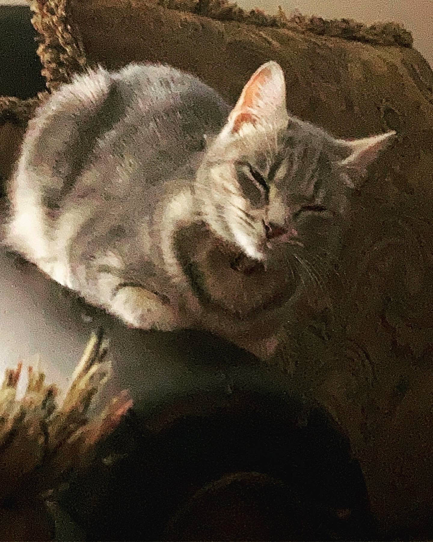 Butterbean is registered to the contest to win money with this photo: art, carnivore, cat, comfort, domestic_short_haired_cat, fawn, felidae, fur, grey, illustration, painting, paw, photo_caption, plant, small_to_medium_sized_cats, snout, tail, visual_arts, whiskers, window