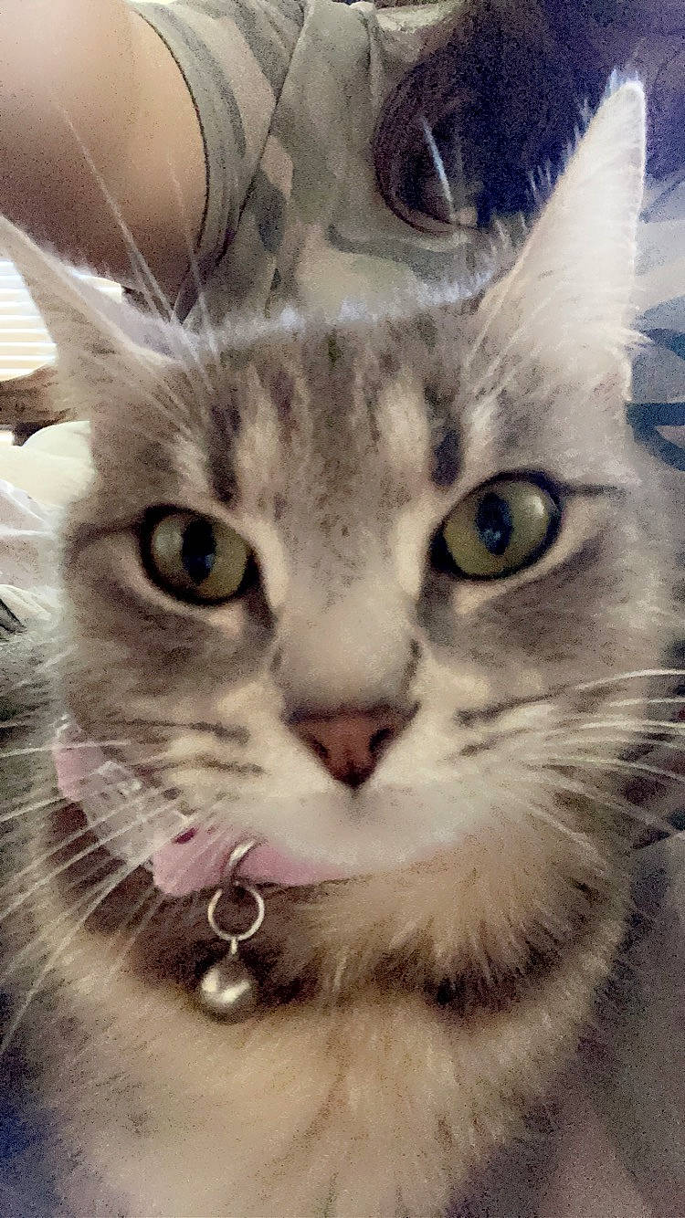 Butterbean joined the competition — help win amazing prizes! carnivore, cat, close_up, domestic_short_haired_cat, ear, eyelash, felidae, fur, gesture, happy, jaw, mammal, nose, paw, photo_caption, small_to_medium_sized_cats, snout, terrestrial_animal, whiskers, wildlife