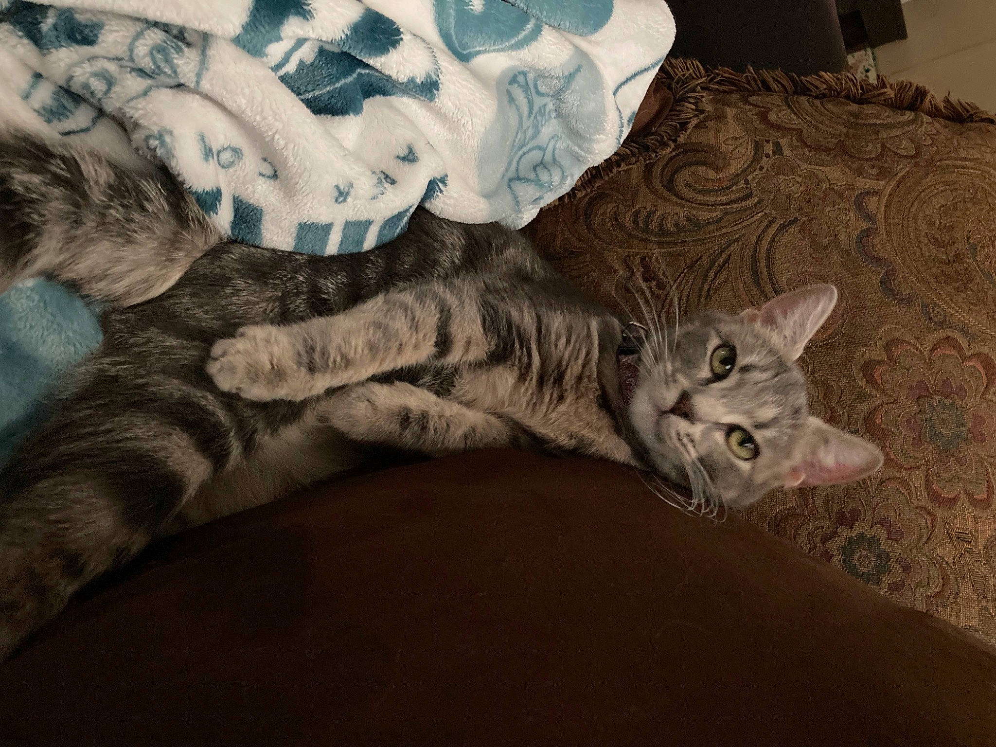 Butterbean joined the competition — help win amazing prizes! bed, bedding, cat, comfort, couch, domestic_short_haired_cat, felidae, fur, grey, human_leg, linens, pattern, paw, room, sleeve, small_to_medium_sized_cats, tail, thigh, whiskers, wood