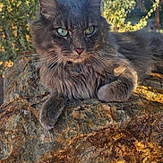 Chester is registered to the contest to win money with this photo: cat, grey_cat, animal, pet, outdoor, rock, sunlight, nature, greenery, tree, blue_sky, fur, whiskers, relaxed, portrait, close_up, daylight, wildlife, mammal, resting