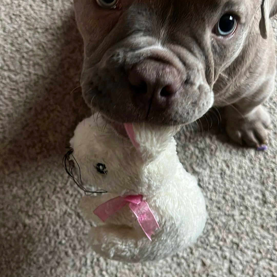 Tank joined the competition — help win amazing prizes! animal, ball, boxer, bulldog, canine, dog, face, football, frenchbulldog, head, person, pet, photography, pitbull, plush, portrait, puppy, snout, toy, whitedog