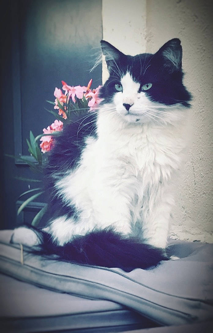 Zizou a rejoint le concours — aidez-le/la à gagner de superbes lots ! art, carnivore, cat, darkness, domestic_short_haired_cat, door, felidae, flower, flowerpot, fur, houseplant, picture_frame, plant, sitting, sky, small_to_medium_sized_cats, tail, tints_and_shades, whiskers, window