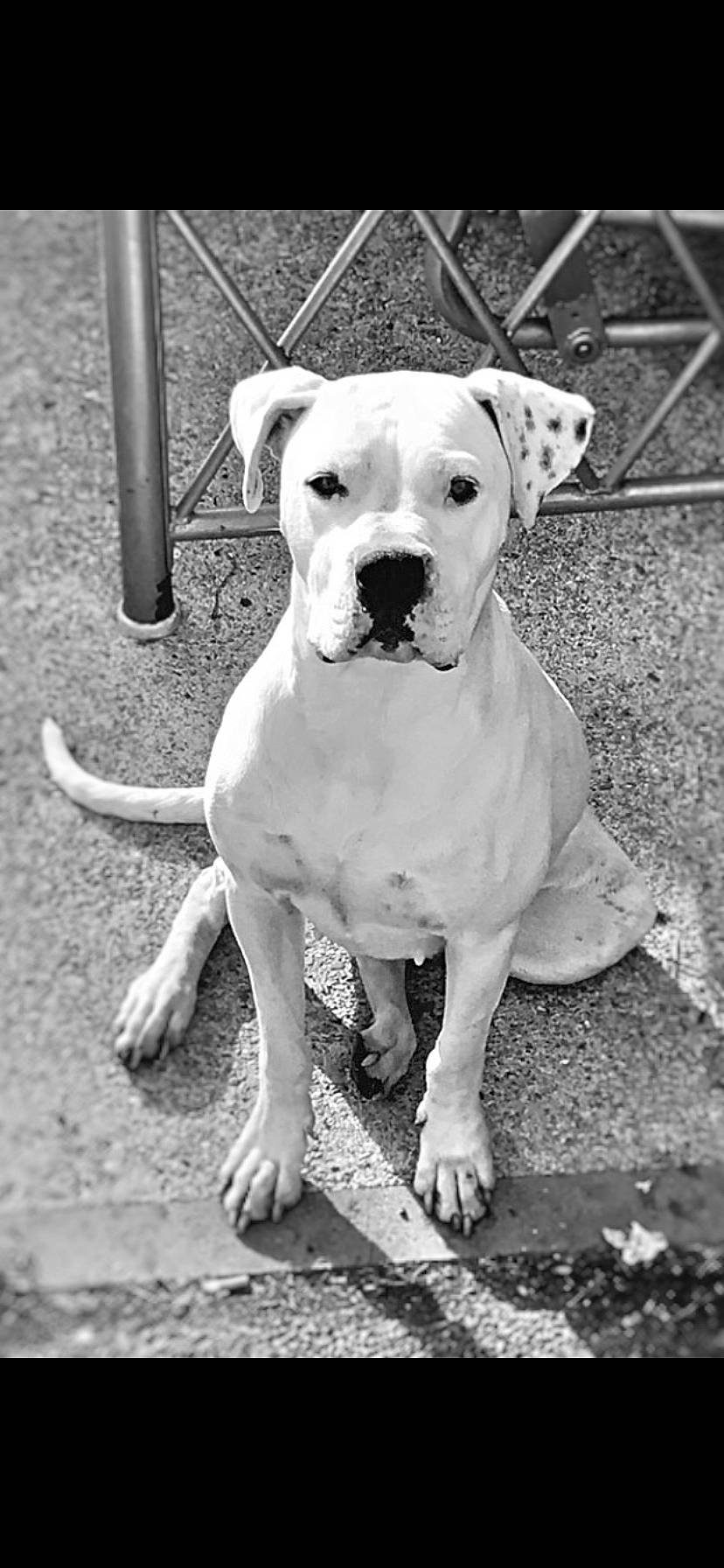 Lana a rejoint le concours — aidez-le/la à gagner de superbes lots ! black, black_and_white, canidae, carnivore, collar, companion_dog, dog, dog_breed, dog_collar, fawn, monochrome_photography, pet_supply, photograph, road_surface, snapshot, snout, sporting_group, style, white, working_animal