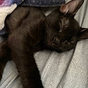 Raider is registered to the contest to win money with this photo: bed, bedding, bedroom, blanket, cat, cozy, curled_up, dark_fur, feline, indoors, large_ears, leg, lying_down, paw, pet, portrait, relaxed, resting, sleeping, whiskers