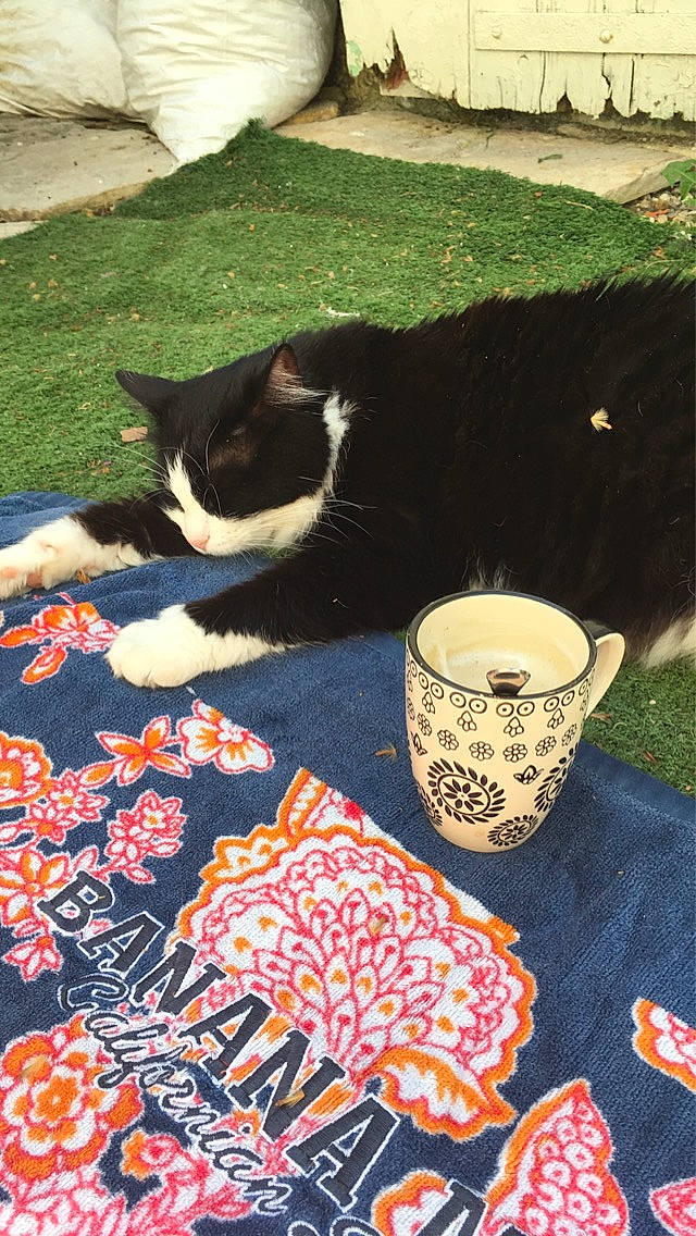 Indy a rejoint le concours — aidez-le/la à gagner de superbes lots ! art, carnivore, cat, cup, domestic_short_haired_cat, drink, drinkware, felidae, grass, linens, pattern, plant, serveware, small_to_medium_sized_cats, tablecloth, tableware, tail, tea, textile, whiskers