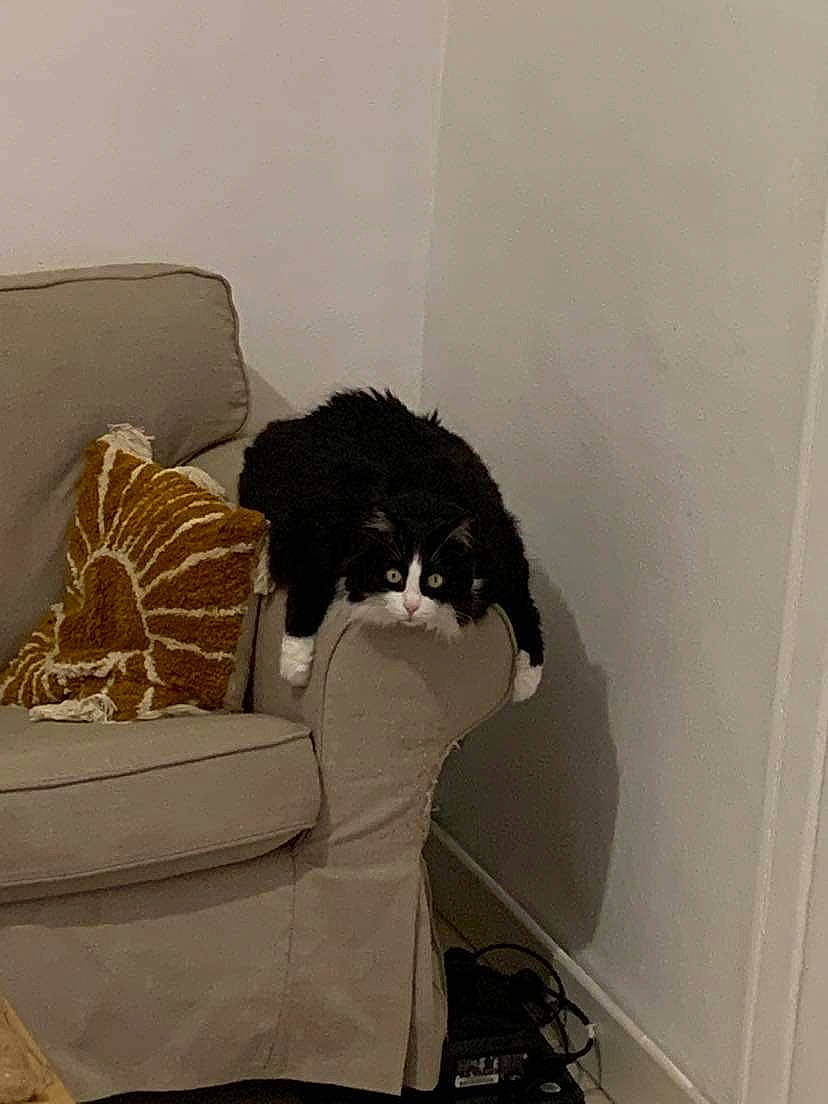 Indy a rejoint le concours — aidez-le/la à gagner de superbes lots ! canidae, carnivore, chair, comfort, companion_dog, couch, dog, felidae, fur, furniture, grey, interior_design, linens, living_room, room, sitting, small_to_medium_sized_cats, sporting_group, studio_couch, tail