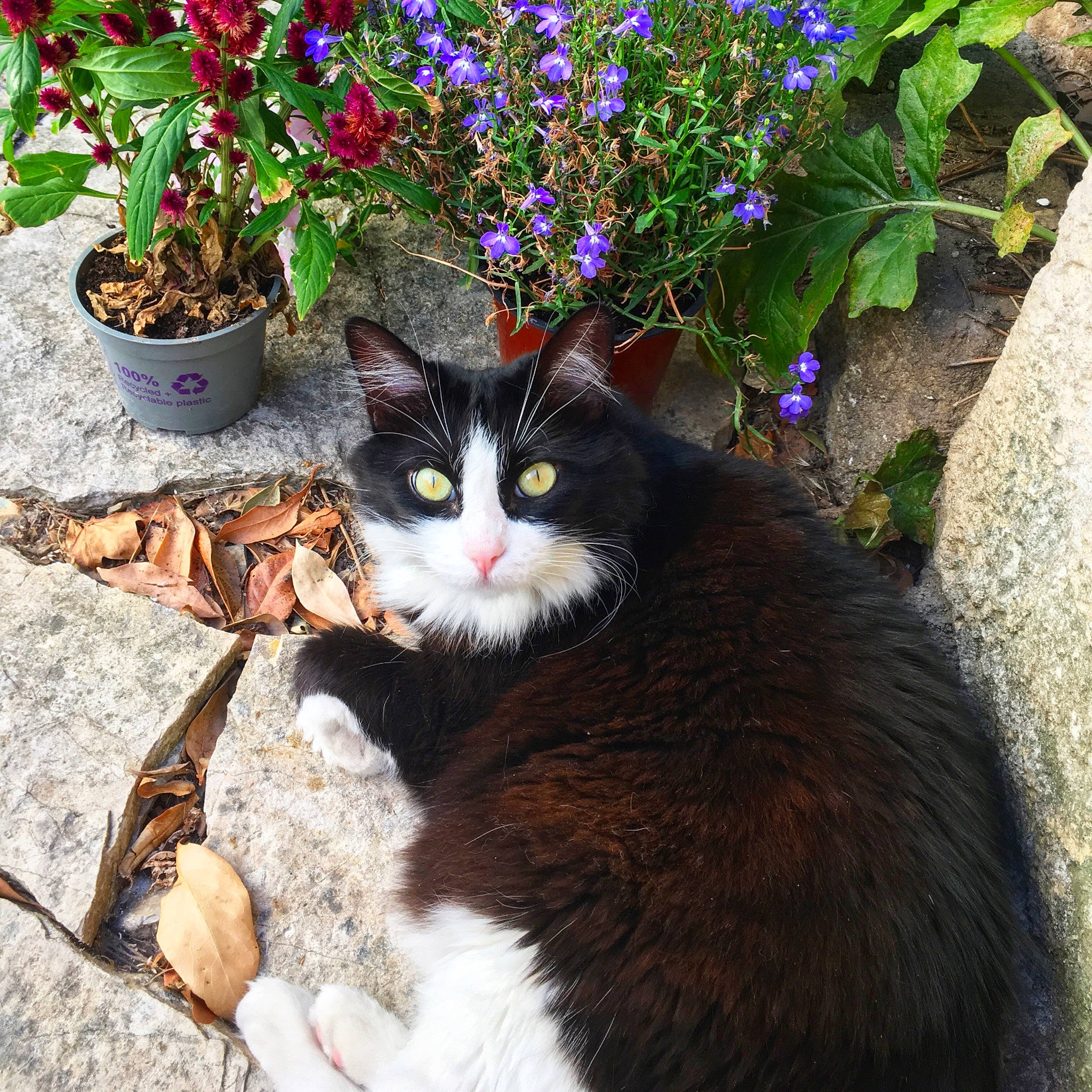 Indy participe au concours pour gagner de l'argent avec cette photo : annual_plant, blue, botany, carnivore, cat, domestic_short_haired_cat, felidae, flower, flowerpot, fur, grass, groundcover, houseplant, plant, small_to_medium_sized_cats, snout, spring, tail, tree, whiskers