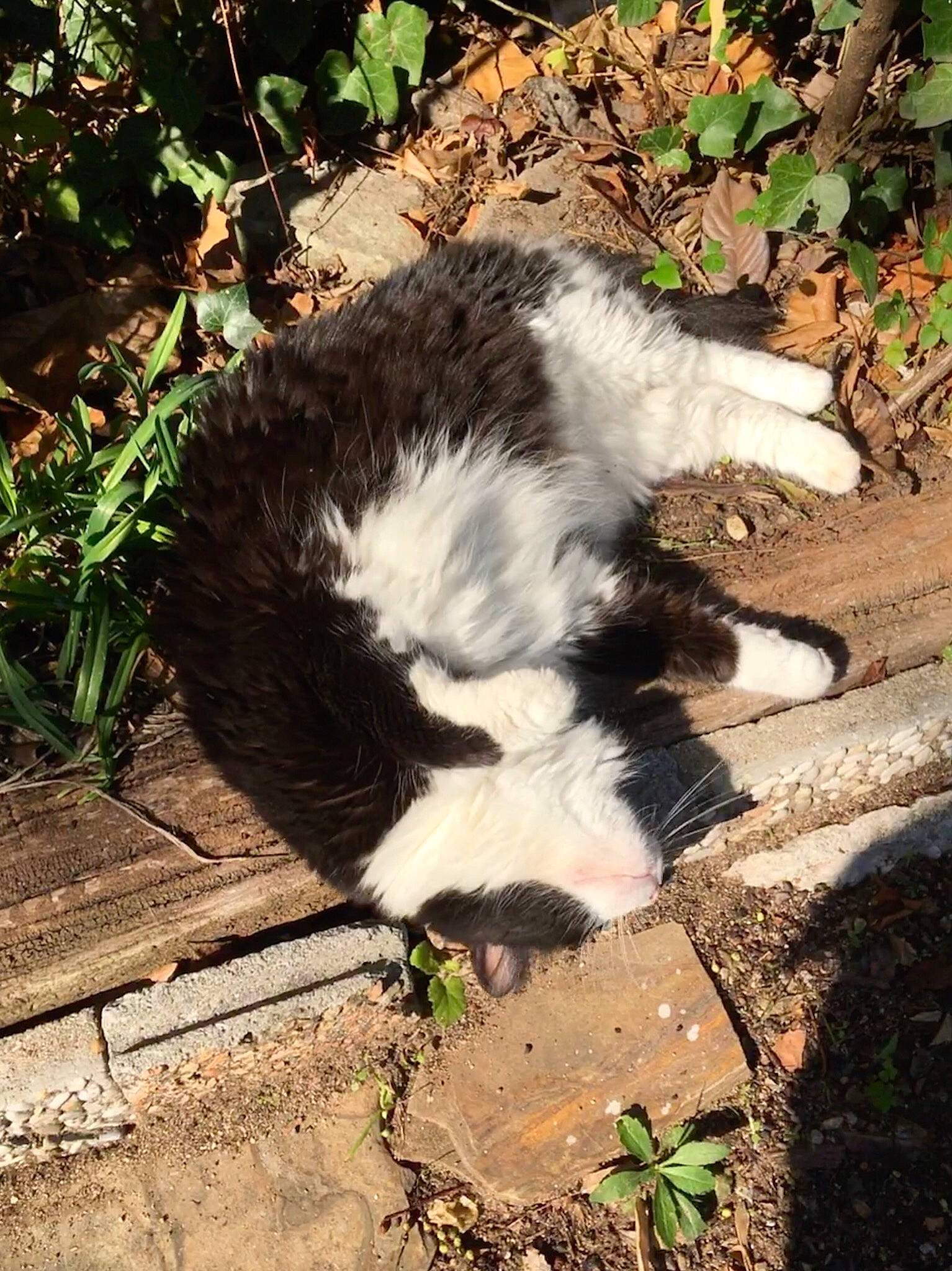 Indy a rejoint le concours — aidez-le/la à gagner de superbes lots ! canidae, carnivore, cat, claw, dog_breed, domestic_short_haired_cat, felidae, foot, fur, grass, paw, plant, shadow, small_to_medium_sized_cats, snout, soil, sporting_group, tail, terrestrial_animal, whiskers