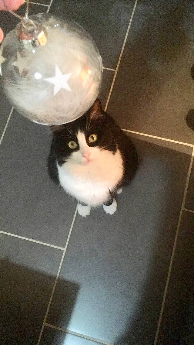 Indy a rejoint le concours — aidez-le/la à gagner de superbes lots ! box, carnivore, cat, domestic_short_haired_cat, felidae, flooring, formal_wear, fur, glass, packaging_and_labeling, pet_supply, small_to_medium_sized_cats, snout, street_light, tail, tile_flooring, tuxedo, whiskers, window, wood