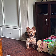 Cooper joined the competition — help win amazing prizes! alert, blanket, brown_dog, cabinet, cozy, curious, cute, dog, dog_bed, ears_up, floor, furniture, home, indoor, living_room, pet, small_dog, television, toys, wooden_floor
