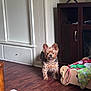 alert, blanket, brown_dog, cabinet, cozy, curious, cute, dog, dog_bed, ears_up, floor, furniture, home, indoor, living_room, pet, small_dog, television, toys, wooden_floor
