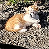 Sammy joined the competition — help win amazing prizes! animal, cat, cute, daylight, ears, eyes, feline, fur, gravel, ground, lying_down, nature, orange_cat, outdoor, pet, resting, small_plant, sunlight, whiskers, white_cat