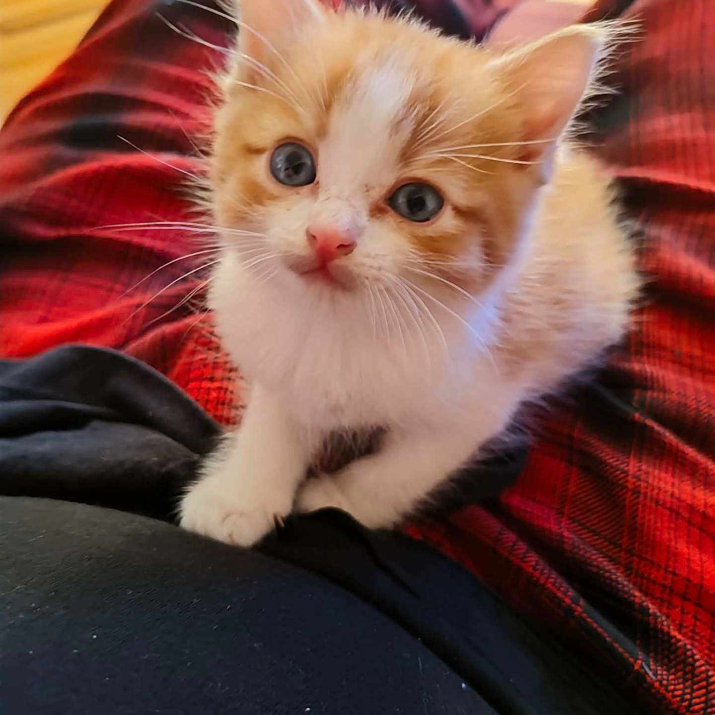 Sammy