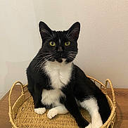 Bechoco a rejoint le concours — aidez-le/la à gagner de superbes lots ! cat, tuxedo_cat, yellow_eyes, whiskers, basket, woven_basket, wooden_surface, indoor, pet, animal, feline, black_and_white, curious, sitting, relaxed, household, domestic_cat, fur, ears, claws