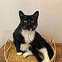 cat, tuxedo_cat, yellow_eyes, whiskers, basket, woven_basket, wooden_surface, indoor, pet, animal, feline, black_and_white, curious, sitting, relaxed, household, domestic_cat, fur, ears, claws
