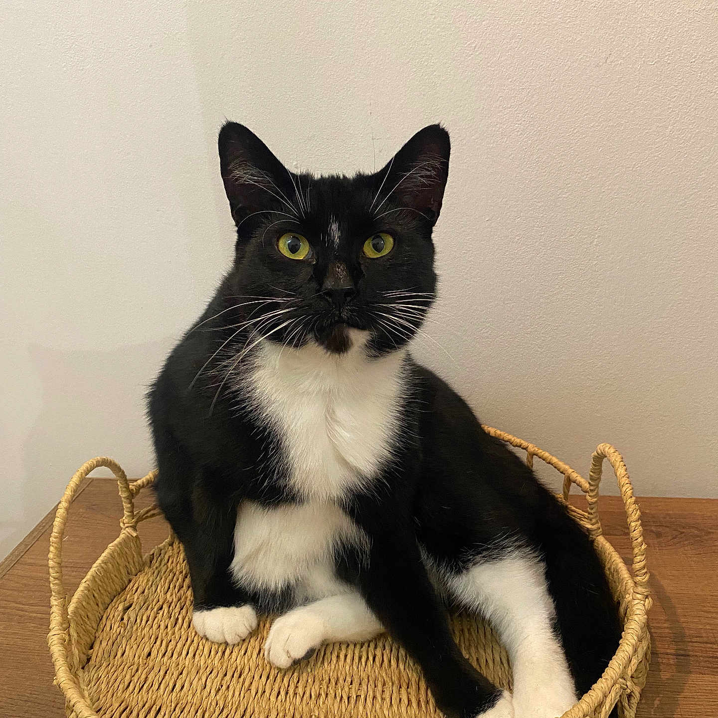 Bechoco a rejoint le concours — aidez-le/la à gagner de superbes lots ! animal, basket, black_and_white, cat, claws, curious, domestic_cat, ears, feline, fur, household, indoor, pet, relaxed, sitting, tuxedo_cat, whiskers, wooden_surface, woven_basket, yellow_eyes