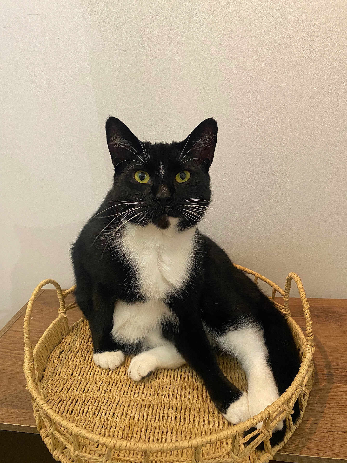 Bechoco a rejoint le concours — aidez-le/la à gagner de superbes lots ! cat, tuxedo_cat, yellow_eyes, whiskers, basket, woven_basket, wooden_surface, indoor, pet, animal, feline, black_and_white, curious, sitting, relaxed, household, domestic_cat, fur, ears, claws
