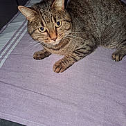 Mino a rejoint le concours — aidez-le/la à gagner de superbes lots ! cat, tabby, pet, animal, feline, indoor, bed, purple_bedspread, striped, fur, whiskers, paws, relaxed, cute, looking, closeup, domestic_cat, resting, mammal, curious